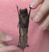 3-3/4 inches Wholesale Mummified Wrinkle-Lipped Free-Tailed Bats (chaerephon plicatus) - Case of  8 @ $12.60 each