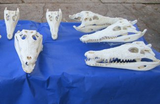 Nile Crocodile Skulls 