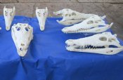 Nile Crocodile Skulls Wholesale and Individually
