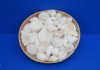 10 inches Round White Seashell Baskets filled with Assorted White Shells - Pack of 1 @ $6.99 each; Pack of 7 @ $5.40 each