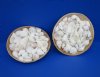10 inches Round Basket of White Assorted Seashells in Bulk for beach themed party favors  - Case of 11 @ $4.24 each