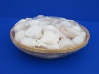 10 inches Round Basket of White Assorted Seashells <font color=red> Wholesale</font> Case: 15 @ $6.10 each