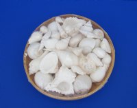 10 inches Round Basket of White Seashells filled with Assorted Shells -  $10.90 each;  7 @ $9.75 each