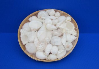 10 inches Round Basket of White Seashells filled with Assorted Shells -  $10.90 each;  7 @ $9.75 each