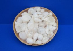 10 inches Round Basket of White Seashells filled with Assorted Shells -  $10.90 each;  7 @ $9.75 each