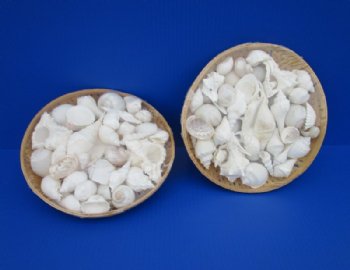 10 inches Round Basket of White Assorted Seashells <font color=red> Wholesale</font> Case: 15 @ $6.10 each