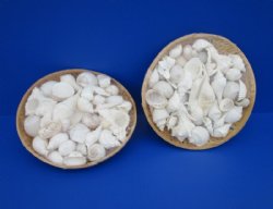 10 inches Round Basket of White Assorted Seashells <font color=red> Wholesale</font> Case: 15 @ $6.10 each