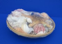 10 inches Round Basket of Seashells with Jungle Starfish - 2 @ $9.00 each;  7 @ $8.50 each