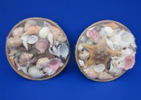 10 inches Round Basket of Seashells with Jungle Starfish - 2 @ $9.00 each;  7 @ $8.50 each