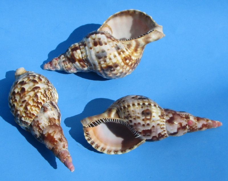 Shell Trumpet Shape What Are The Types Of Trumpet Shells? – ELFOH