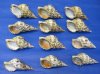 6 inches Genuine Atlantic Triton Trumpet Shells for Sale for Collecting and Decorating - Pack of 1 @ $15.49 each; Pack of 3 @ $12.40 each,