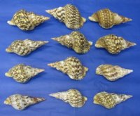 6 inches Genuine Atlantic Triton Trumpet Shells for Sale for Collecting and Decorating - Pack of 1 @ $15.49 each; Pack of 3 @ $12.40 each,