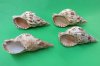 7 to 7-7/8 inches Caribbean and Atlantic Triton Trumpet Sea Shell for Sale,  - Pack of 1 @ $21.60 each; Pack of 3 @ $19.00 each