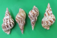 7 to 7-7/8 inches Atlantic Triton's Trumpet Shells <font color=red> Wholesale</font>  - 8 @ $12.00 each