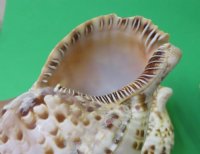 7 to 7-7/8 inches Caribbean and Atlantic Triton Trumpet Sea Shell for Sale,  - Pack of 1 @ $21.60 each; Pack of 3 @ $19.00 each