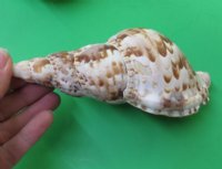 7 to 7-7/8 inches Caribbean and Atlantic Triton Trumpet Sea Shell for Sale,  - Pack of 1 @ $21.60 each; Pack of 3 @ $19.00 each