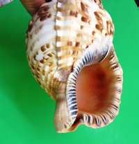 7 to 7-7/8 inches Atlantic Triton's Trumpet Shells <font color=red> Wholesale</font>  - 8 @ $12.00 each