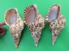 8 inches Atlantic Triton's Trumpet Shell for Sale, a beautiful decorative seashell, Pack of 1 @ $24.30 each; Pack of 3 @ $21.60 each