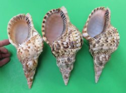 Atlantic Triton's T...
