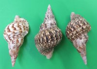 Atlantic Triton's Trumpet Shells <FONT COLOR=RED>Wholesale </FONT> 9 to 9-7/8 inches long - Case of 8 @ $21.00 each