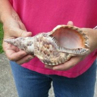 Atlantic Triton's Trumpet Shells <FONT COLOR=RED>Wholesale </FONT> 9 to 9-7/8 inches long - Case of 8 @ $21.00 each