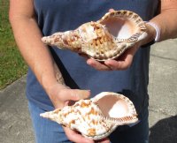 Atlantic Triton's Trumpet Shells <FONT COLOR=RED>Wholesale </FONT> 9 to 9-7/8 inches long - Case of 8 @ $21.00 each