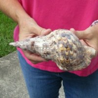 Atlantic Triton's Trumpet Shells <FONT COLOR=RED>Wholesale </FONT> 9 to 9-7/8 inches long - Case of 8 @ $21.00 each