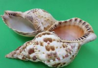 Atlantic Triton's Trumpet Shells <FONT COLOR=RED>Wholesale </FONT> 9 to 9-7/8 inches long - Case of 8 @ $21.00 each