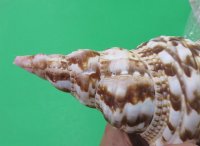 Atlantic Triton's Trumpet Shells <FONT COLOR=RED>Wholesale </FONT> 9 to 9-7/8 inches long - Case of 8 @ $21.00 each