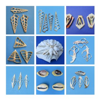 Cut, Sliced Seashells