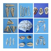 Cut, Sliced Seashells 