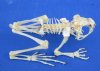 3-1/4 to 4 inches  Wholesale Complete Articulated Asian Black Spine Toad Skeletons for Sale - Case of 4 @ 40.00 each