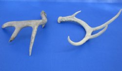 Whitetail Deer Antl...