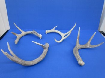 Whitetail Deer Antler Sheds, 15 to 22 inches along main beam -  Pack of 1 or 2 @ $27 each