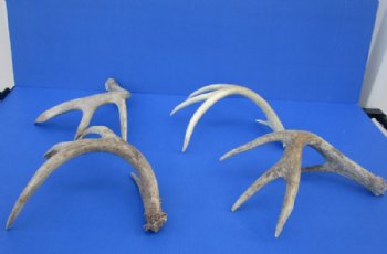 Whitetail Deer Antler Sheds, 15 to 22 inches along main beam -  Pack of 1 or 2 @ $27 each
