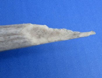 Whitetail Deer Antler Sheds, 15 to 22 inches along main beam -  Pack of 1 or 2 @ $27 each