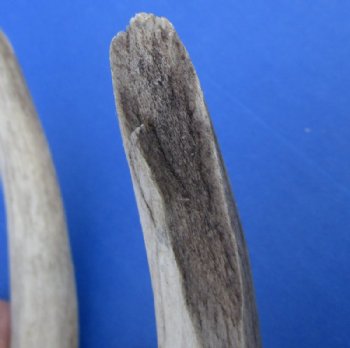 Whitetail Deer Antler Sheds, 15 to 22 inches along main beam -  Pack of 1 or 2 @ $27 each