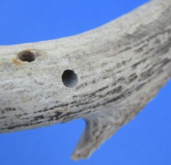 Whitetail Deer Antler Sheds, 15 to 22 inches along main beam -  Pack of 1 or 2 @ $27 each