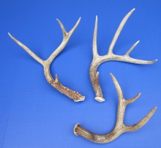 Whitetail Deer Antlers, Sheds