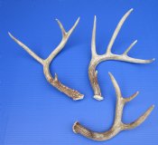 Whitetail Deer Antlers, Sheds