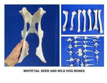 Boar, Deer Bones