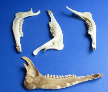 Authentic Deer Jaw Bones for Crafts, 9 to 10 inches - 4 @ $6.00 each; 8 @ $5.40 each