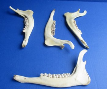 Authentic Deer Jaw Bones for Crafts, 9 to 10 inches - 4 @ $6.00 each; 8 @ $5.40 each