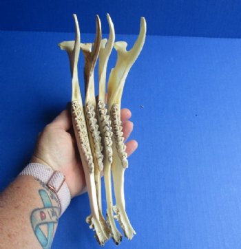 Authentic Deer Jaw Bones for Crafts, 9 to 10 inches - 4 @ $6.00 each; 8 @ $5.40 each