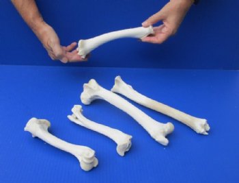 7 to 10 inches Whitetail Deer Leg Bones - 5 @ $3.75 each <font color=red> SALE $3.00 EACH</font>
