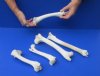 7 to 10 inches Whitetail Deer Leg Bones for Sale for Painting Bone, Carving Bone and Scrimshaw Bone Art - Packed 5 @ $4.80 each