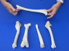9 to 12 inches Real Whitetail Deer Leg Bones for Sale for Painting Bone, Carving Bone and Scrimshaw Bone Art - Packed 5 @ $3.85 each