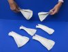 6 to 8 inches Authentic Whitetail Deer Shoulder Blade Bones for Sale for Painting Bone and Carving Bone - Packed 6 @ $2.50 each