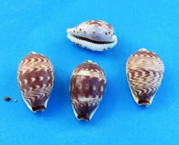 Day-Break Cowry Shells 3/4 to 1-1/4 inches - 100 @ .14 each; 500 @ .12 each