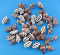 Day-Break Cowry Shells 3/4 to 1-1/4 inches - 100 @ .14 each; 500 @ .12 each